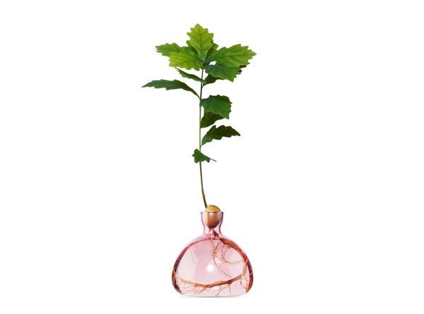 Acorn Vase -  Rose