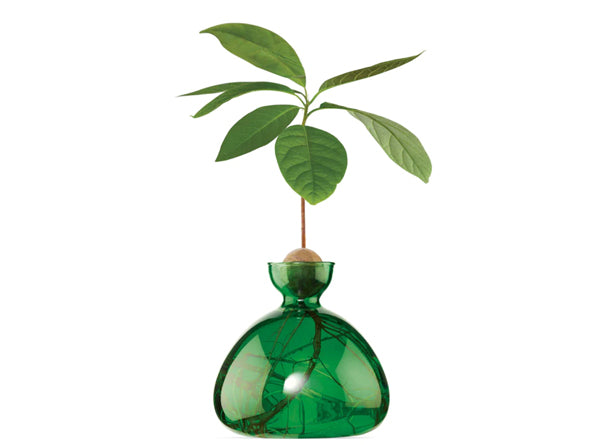 Avocado Vase - Emerald